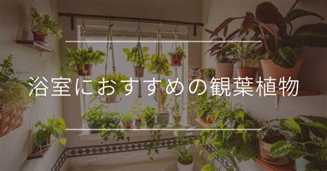 浴室 植栽|浴室におすすめの観葉植物10選｜風水効果・選び方・管理方法に 